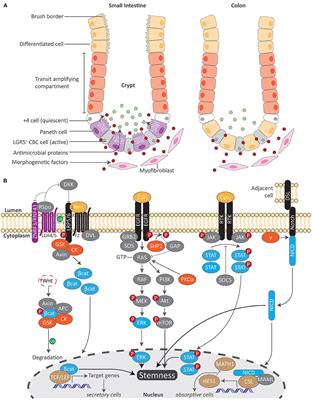 Regulation of Intestinal Stem Cell Stemness by the Aryl Hydrocarbon Receptor and Its Ligands